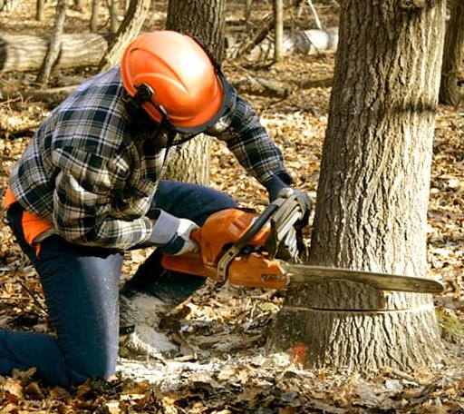 Tree Removal in Taylor Springs, IL